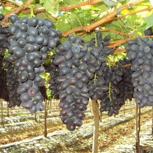Giống Cây Nho Đen Không Hạt