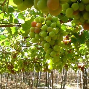 Giống Cây Nho Ninh Thuận