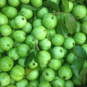 Giống Ổi Đông Dư