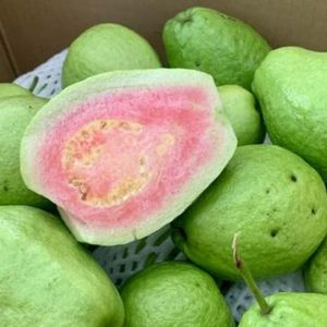 Giống Ổi Ruby Ruột Đỏ