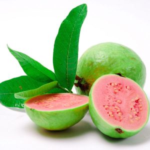 Giống Ổi Xá Lị