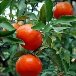 Giống cây Quýt Đỏ Mỹ