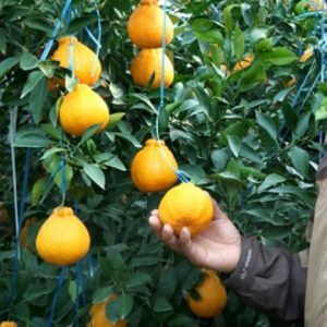 Giống Cây Quýt Chum