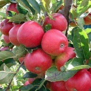 Giống Cây Táo Đỏ Lùn