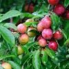 Giống Cây Mận Tráng Ly