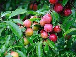 Giống Cây Mận Tráng Ly