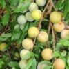 Giống Cây Mận Thép