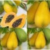 Giống Cây Đủ Đủ Ruột Vàng Vĩnh Tường