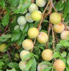 Giống Cây Mận Thép