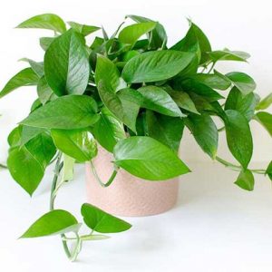 Cây Trầu Bà