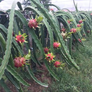 Giống Cây Thanh Long Ruột Tím Hồng