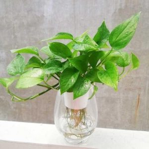 Giống Cây Trầu Bà Thủy Sinh