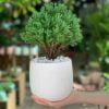 Giống Cây Tùng Bồng Lai