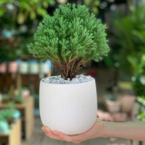 Giống Cây Tùng Bồng Lai
