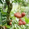 Cây Giống Vải Không Hạt