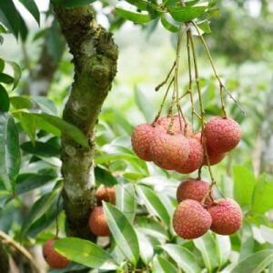 Cây Giống Vải Không Hạt