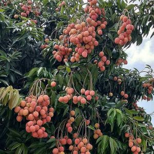 Cây Giống Vải U Hồng