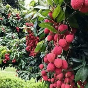 Giống Cây Vải Thiều