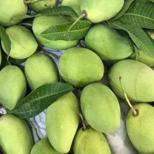 Giống Cây Xoài Cát Chu