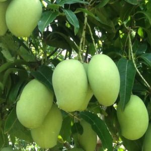Gióng Xoài Thanh Ca